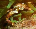 Porcelain Crab